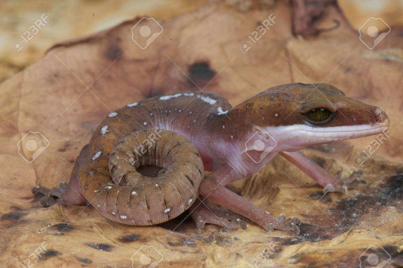 猫ヤモリ オマキトカゲモドキ の写真素材 画像素材 Image 2992