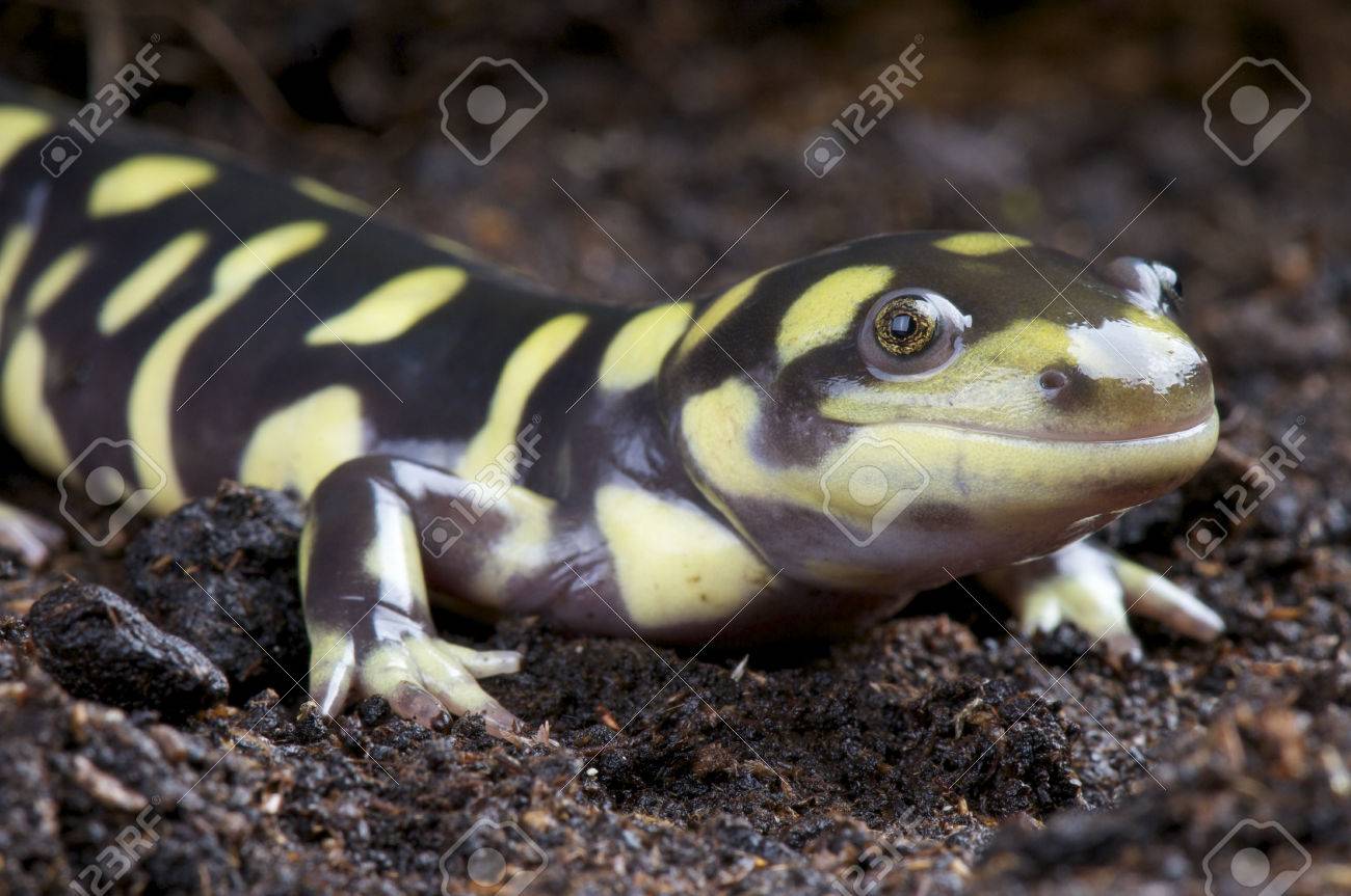 タイガーサラマンダー 2