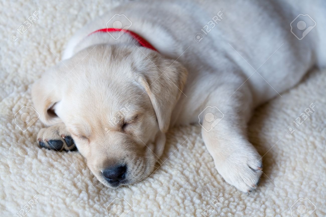 closeup of adorable sleeping