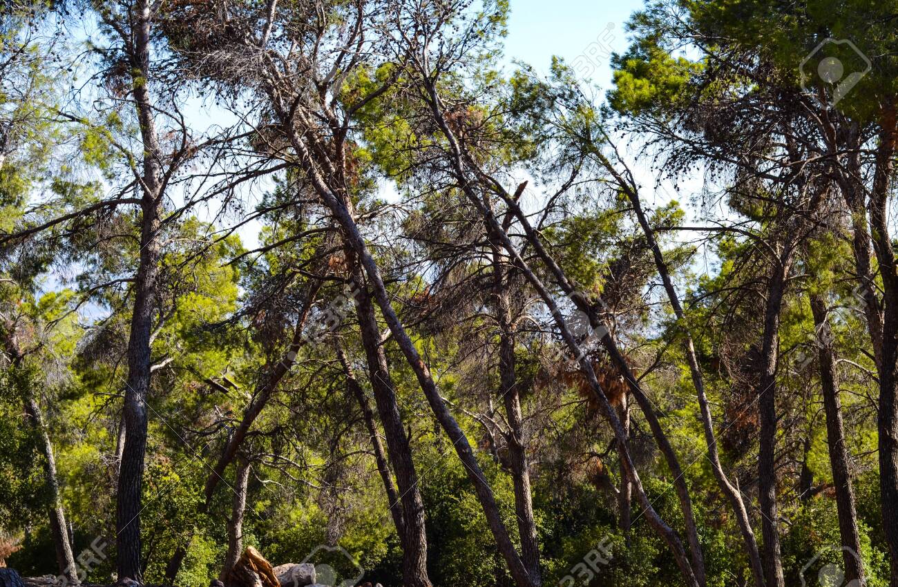 etiam-dictum-ipsum-a-felis