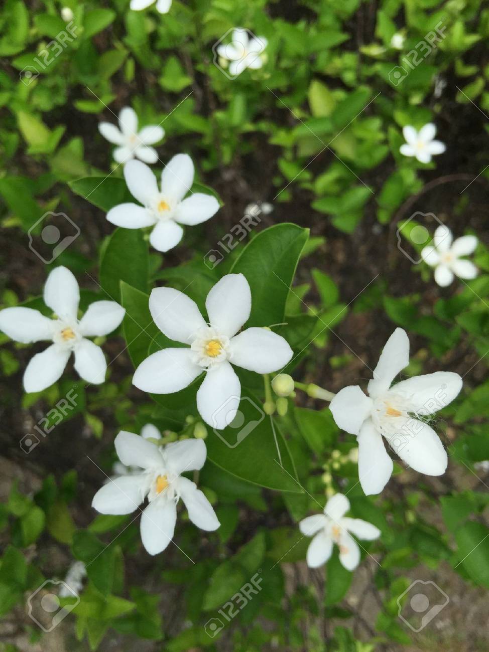 壁に Sampaguita 白い花 の写真素材 画像素材 Image