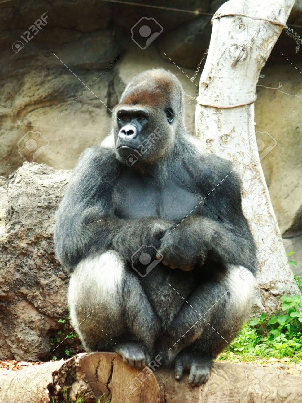 シルバー バック ゴリラの写真素材・画像素材 Image 1914349