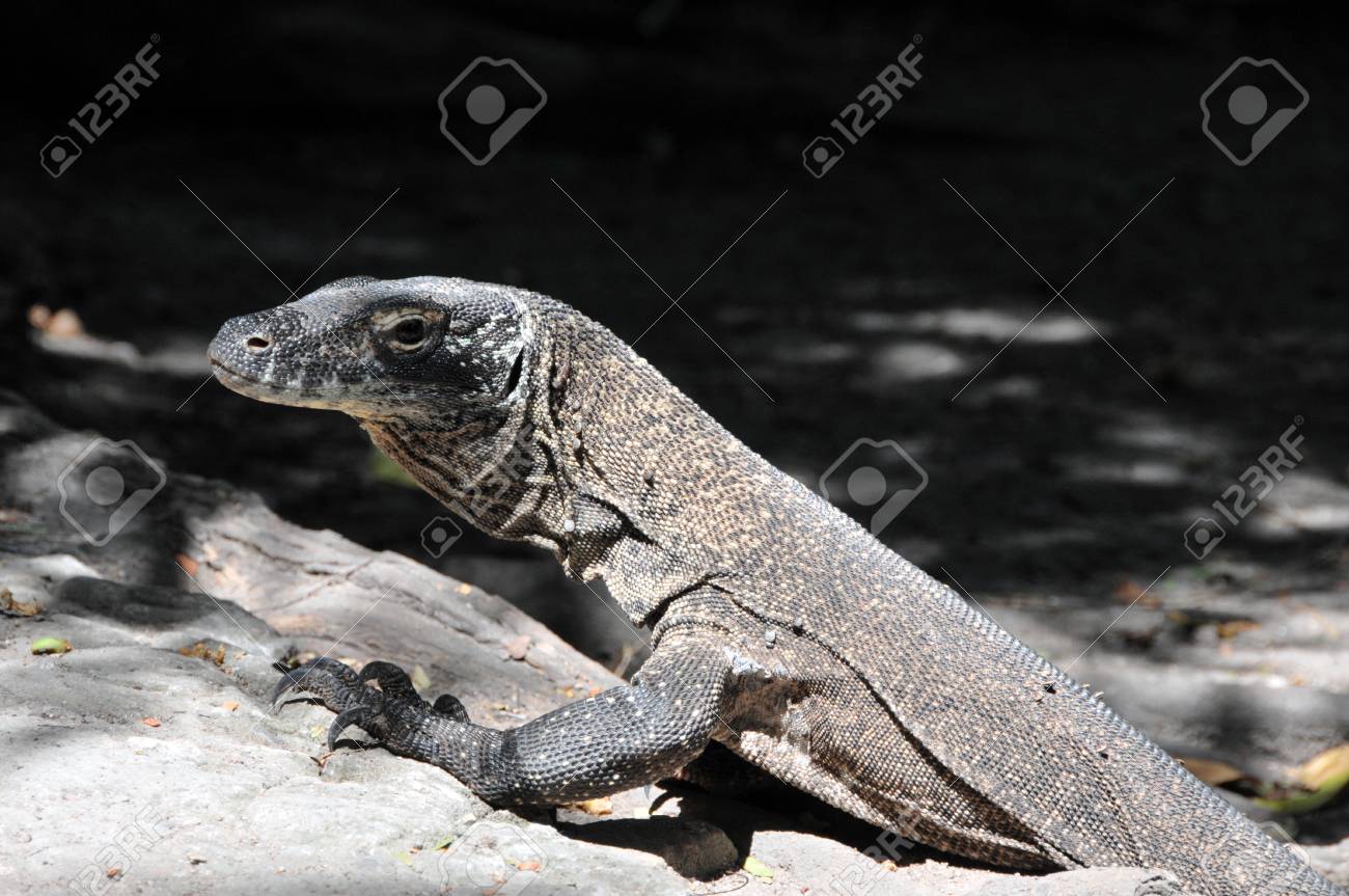 コモドドラゴン ヴァラヌス Komodoensis はインドネシアの世界で最大の生きているトカゲです の写真素材 画像素材 Image