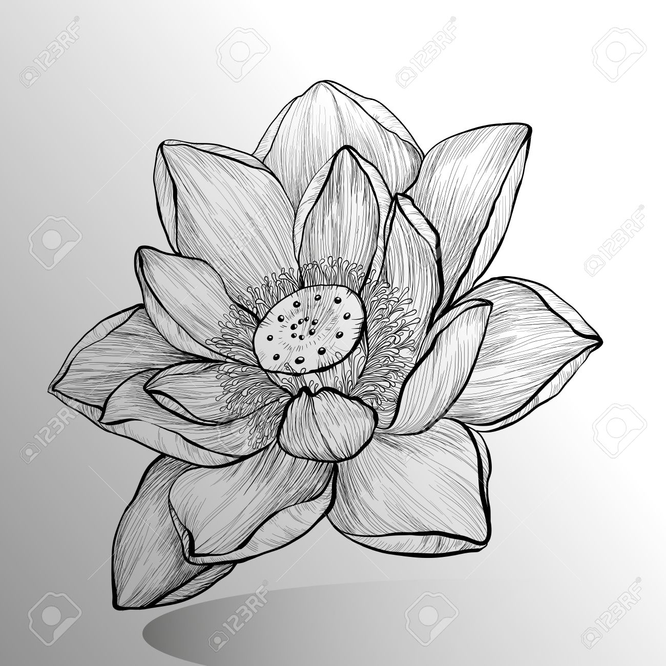 手描きの蓮の花スケッチのイラスト素材・ベクター Image 44639298