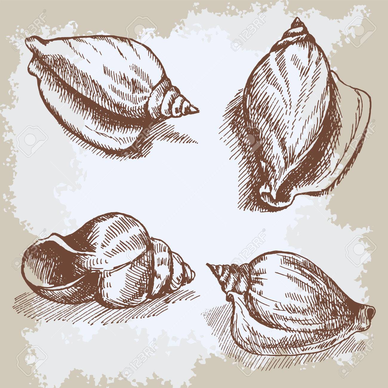 seashells graphic vintage etching sketch underwater artistic