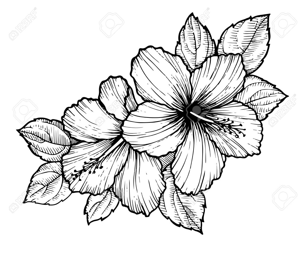 Hand Drawn Tropical Hibiscus Flower With Leaves. Sketch Florals On White  Background. Exotic Blooms, Engraving Style For Textile, Surface Design Or  Banner. Great Template For Coloring Book Royalty Free SVG, Cliparts,  Vectors,, image size:1300x1080