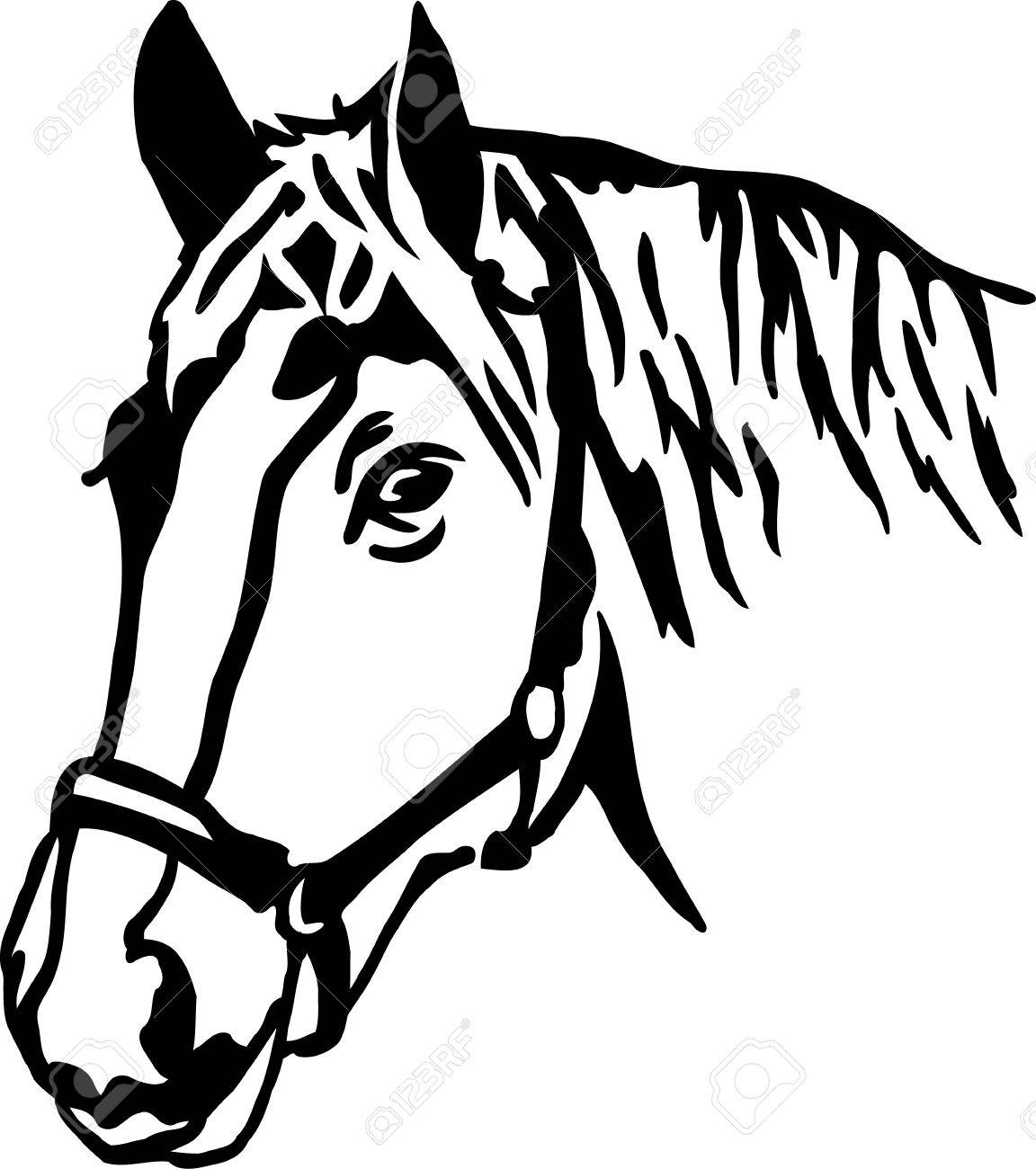 本物の馬の頭のベクトル のイラスト素材 ベクタ Image