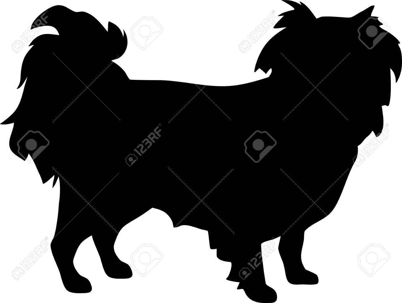 black japanese chin