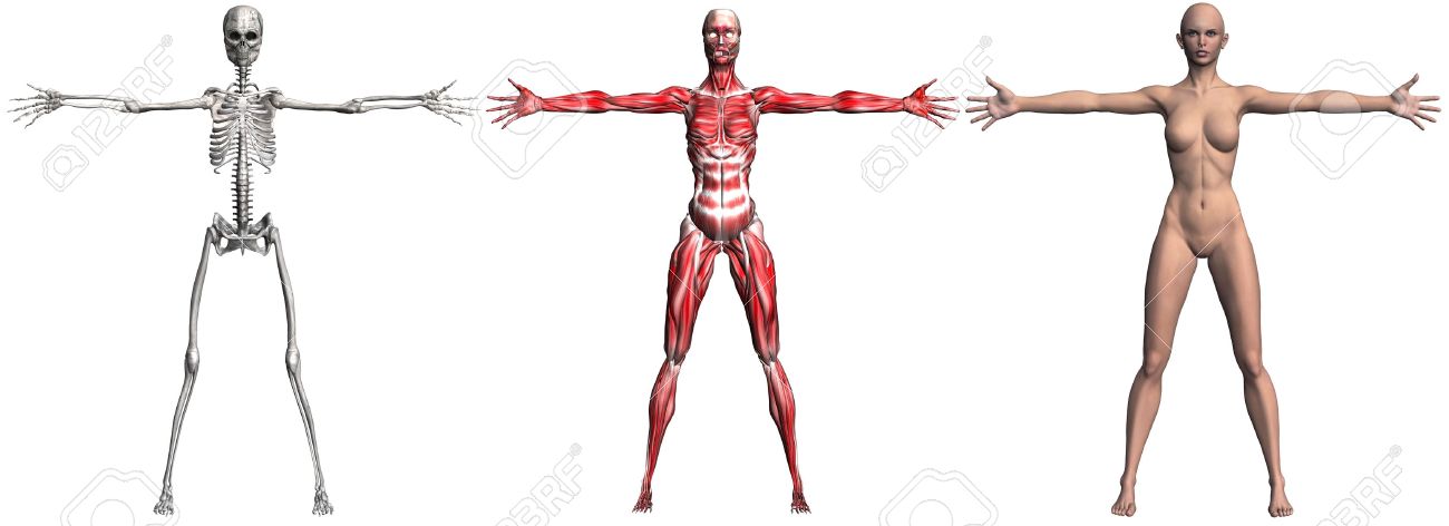 骨格と人間の女性の筋肉の解剖学的イラスト 3 D のレンダリング の写真素材 画像素材 Image