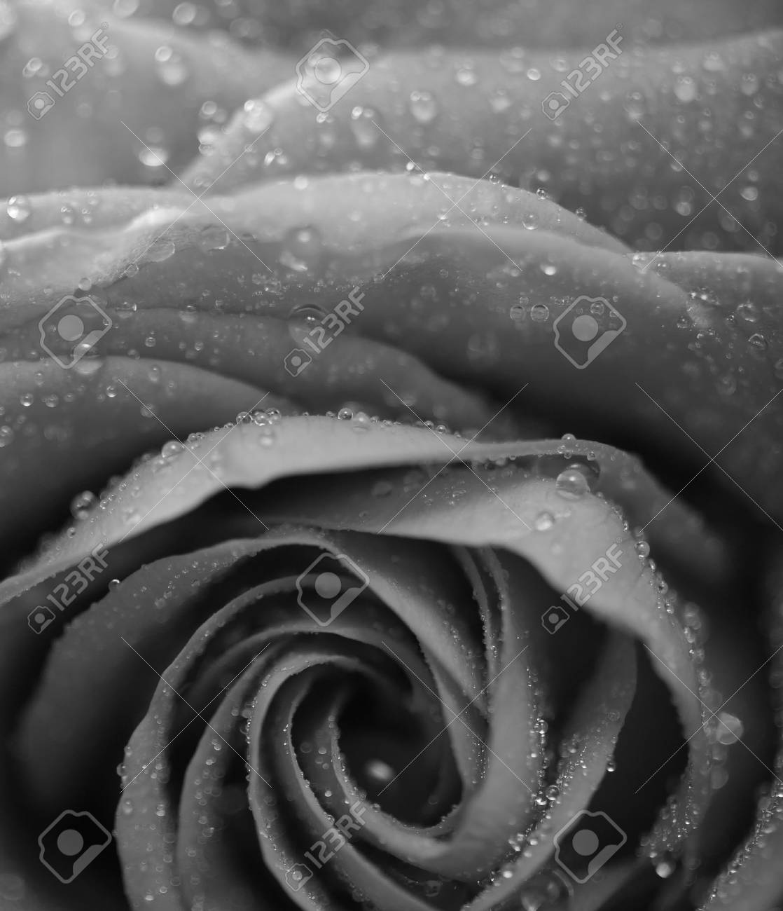 バラの花びら クローズ アップ マクロ フィールドの浅い深さ モノクロ変換 の写真素材 画像素材 Image