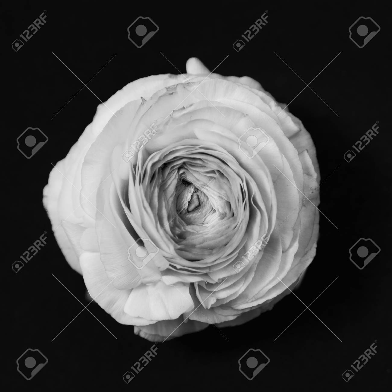 キンポウゲ ラナンキュラスの花 高角度のビュー モノクロ変換 の写真素材 画像素材 Image