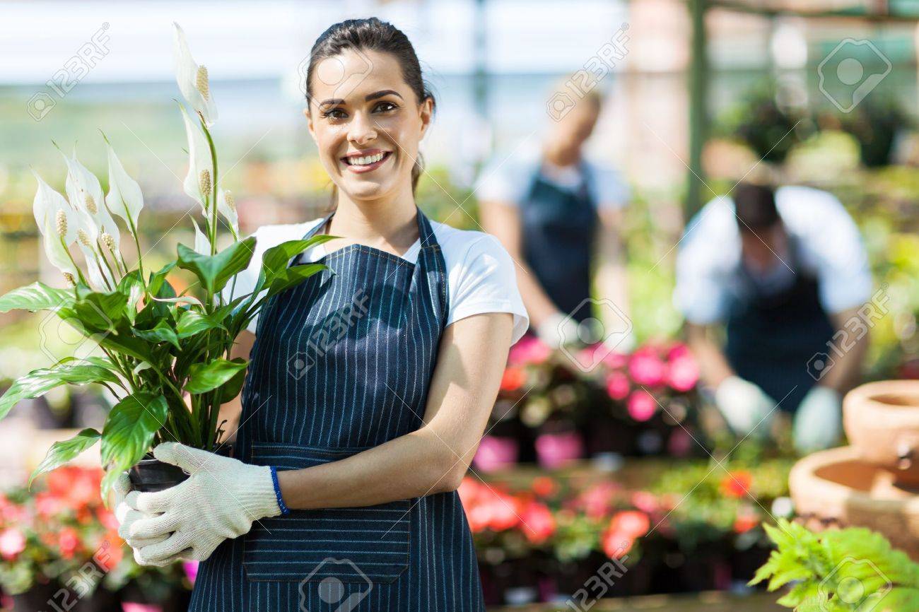 happy female nursery owner with pot of flowers inside greenhouse - 15773806 happy female nursery owner with pot of flowers inside greenhouse - 15773806