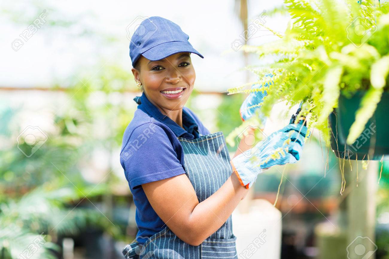 温室で植物の剪定女性のアフリカ系アメリカ人の庭師の笑みを浮かべてください の写真素材 画像素材 Image