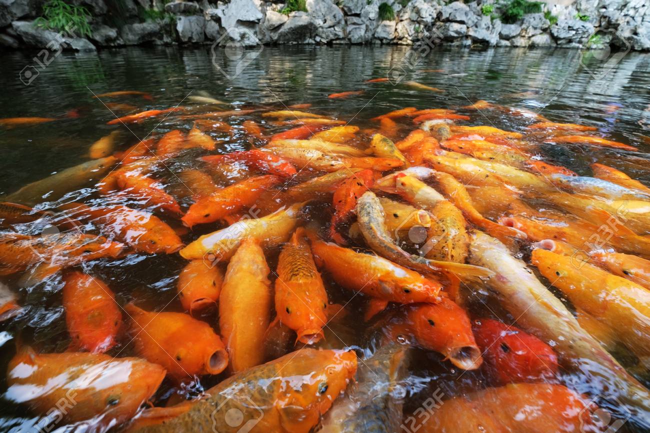 Muchos De Los Carpa Están Comida Para Alimentarse Retratos, Imágenes Y Fotografía De Libres De Derecho. Image 85698791.