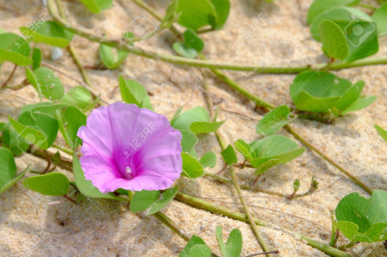 Closeup of one blooming pink fresh swamp water morning glory..