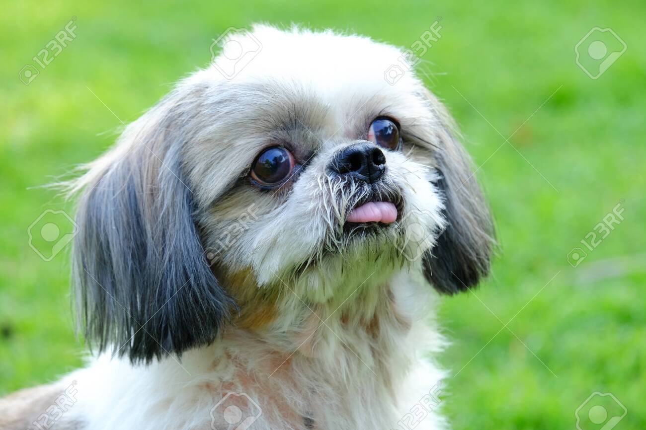 Front Innocent Face Of Young Shih Tzu Dog Long Tongue And Doubtful On Fresh Green Field Stock Photo Picture And Royalty Free Image Image 122517603
