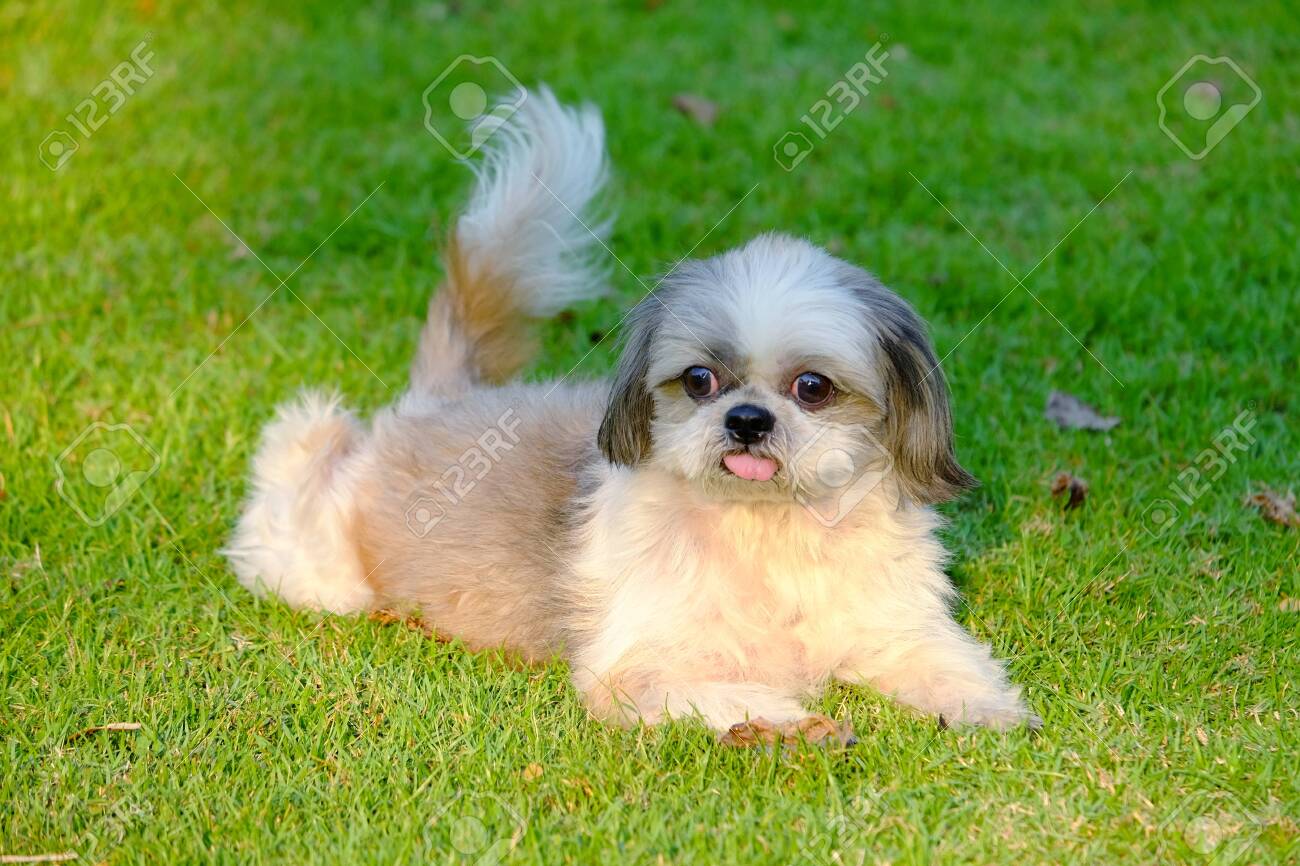 124005487-young-shih-tzu-dog-lying-down-on-the-fresh-green-grass-field.jpg