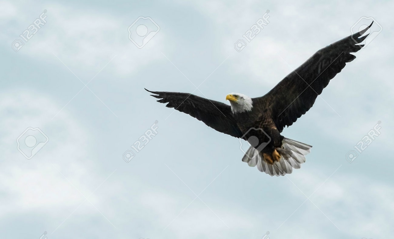 美しい曇り空を飛行中の白頭鷲の写真 の写真素材 画像素材 Image