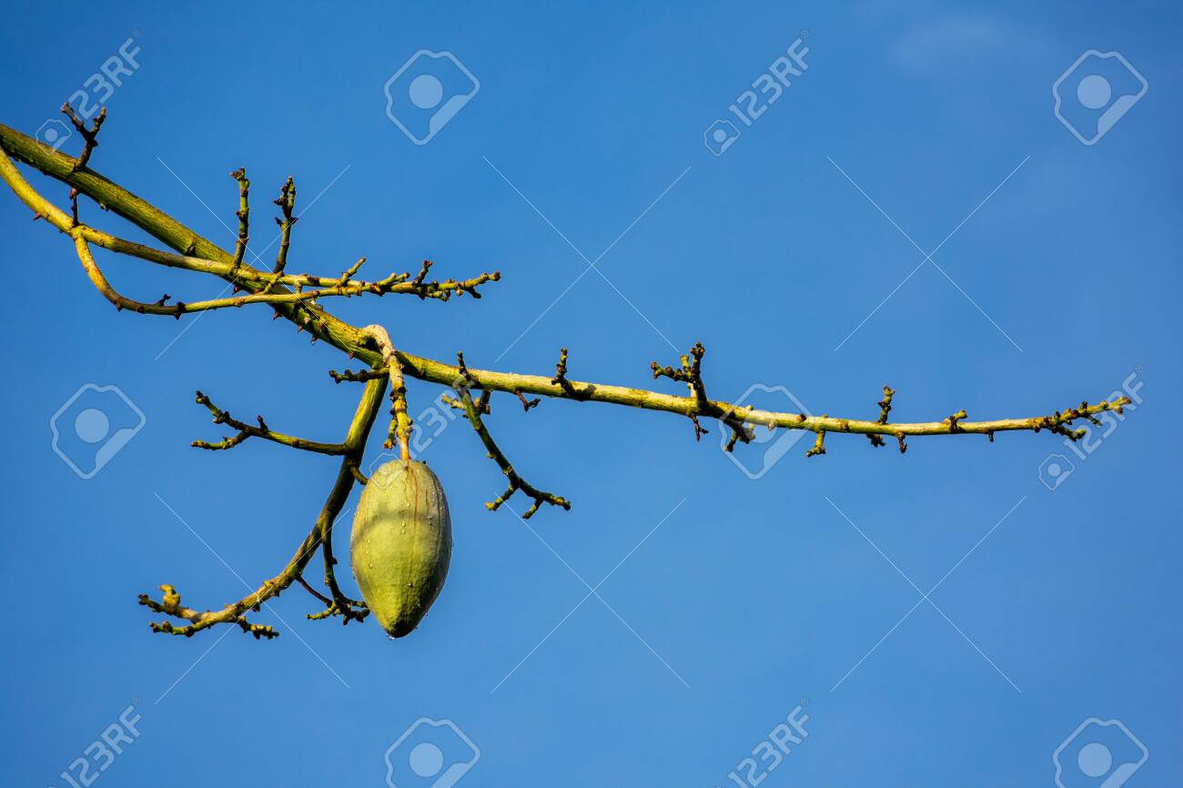Pear Shaped Capsule Ovoid Fruit Pod Of Floss Silk Tree No Stock Photo Picture And Royalty Free Image Image