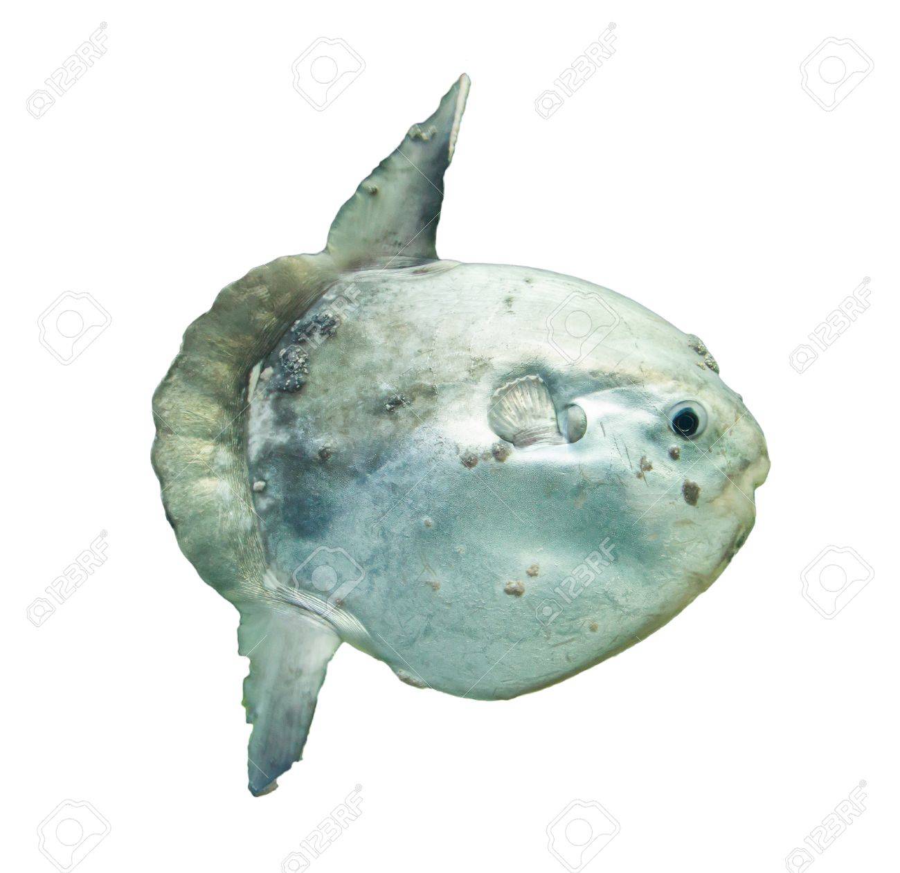 捕われの身 アーメラント島 オランダでマンボウ マンボウ の写真素材 画像素材 Image