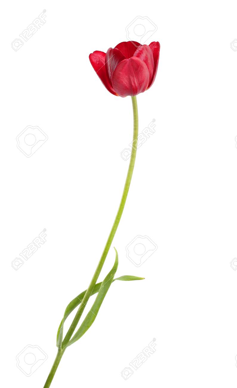 burgundy and white background