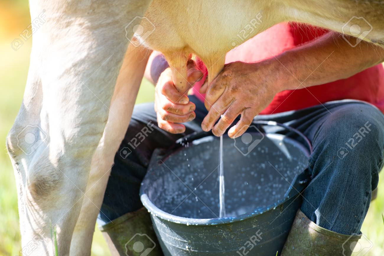 Detail Of The Hands Of A Man Who Is Milking A Cow By Hand Stock Photo Picture And Royalty Free Image Image 102054748