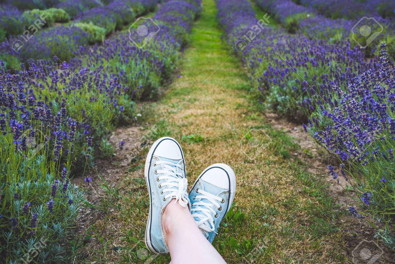 lavender canvas shoes