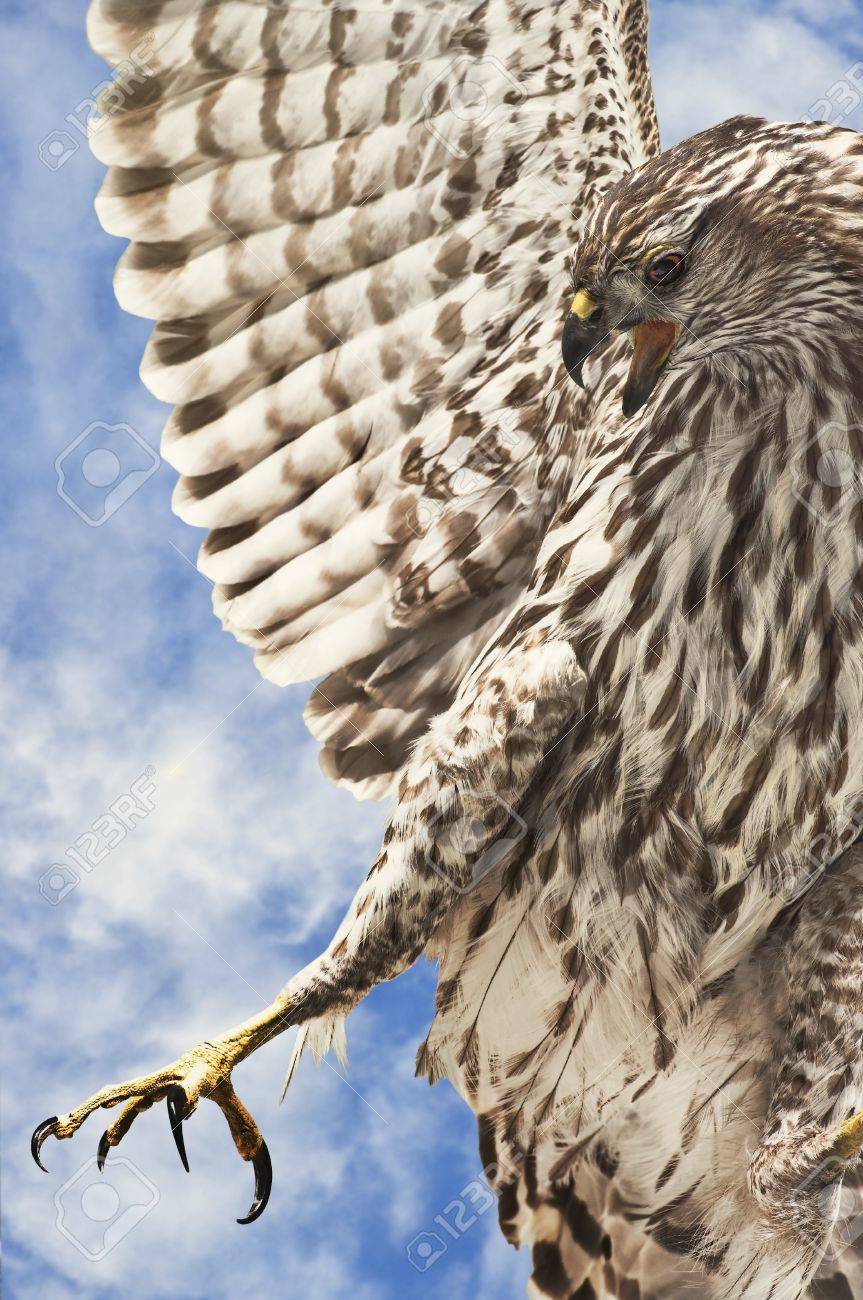 a broad winted hawk