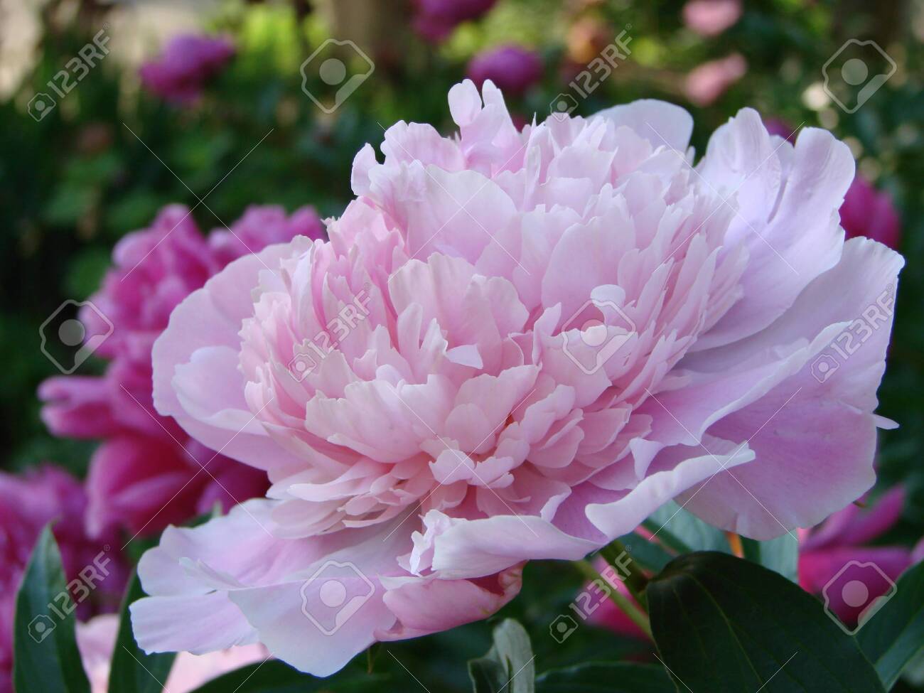 Close Up Of Flowers Pink Peonies Beautiful Peony Flower For Stock Photo Picture And Royalty Free Image Image 129243908
