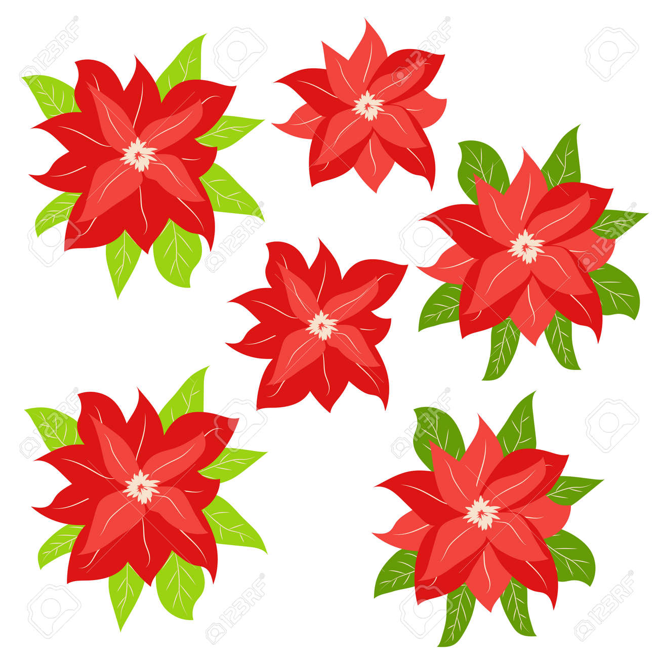 Hand drawn Poinsettia, Christmas Star. Christmas and holiday decor - 170465902 Hand drawn Poinsettia, Christmas Star. Christmas and holiday decor - 170465902