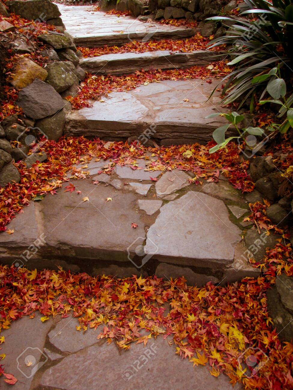 Leaves on Steps
