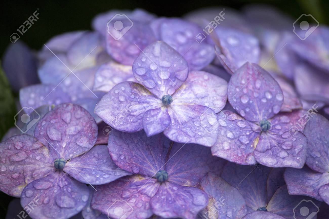 梅雨の季節に紫色のアジサイの花 の写真素材 画像素材 Image