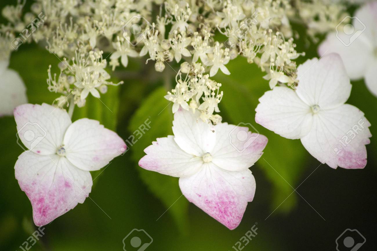 梅雨の季節に白と赤の手鞠のアジサイの花 の写真素材 画像素材 Image