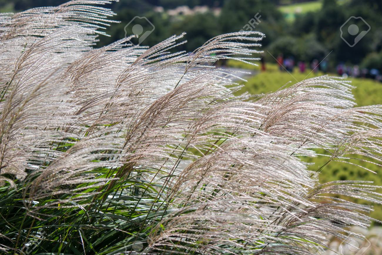 すすき ススキ ススキ 茨城県の背後にあるとんフィールド の写真素材 画像素材 Image