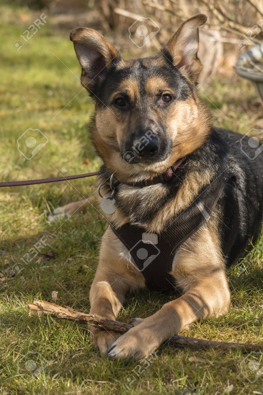 Mixed-breed Between German Shepherd And Labrador Retriever At Lerning In Garden Stock Photo, Picture Royalty Free Image. Image 97996078.