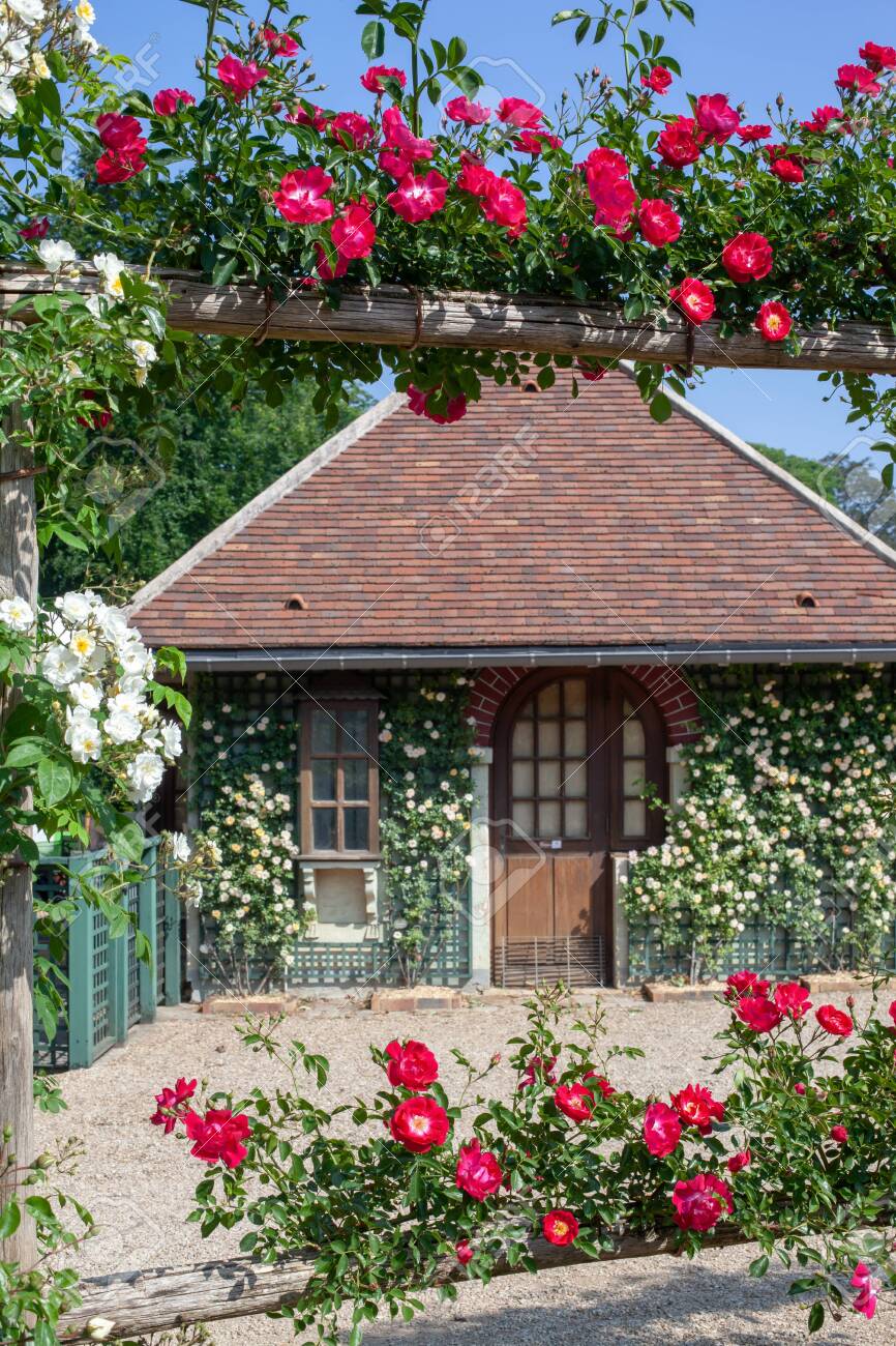 A Small House With Tile Roof Is Twined With White And Red Roses Stock Photo Picture And Royalty Free Image Image 136352871