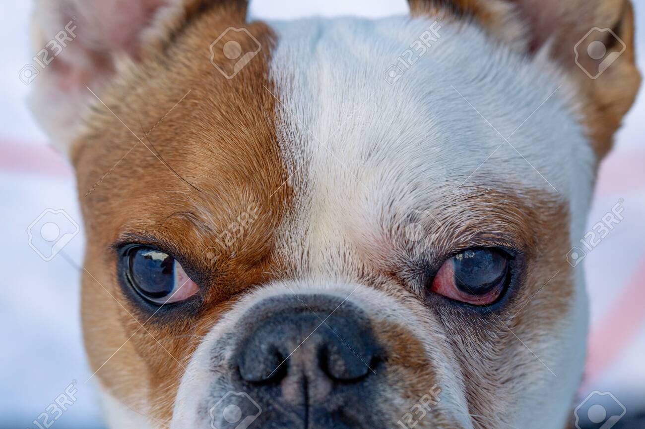 french bulldog eyes