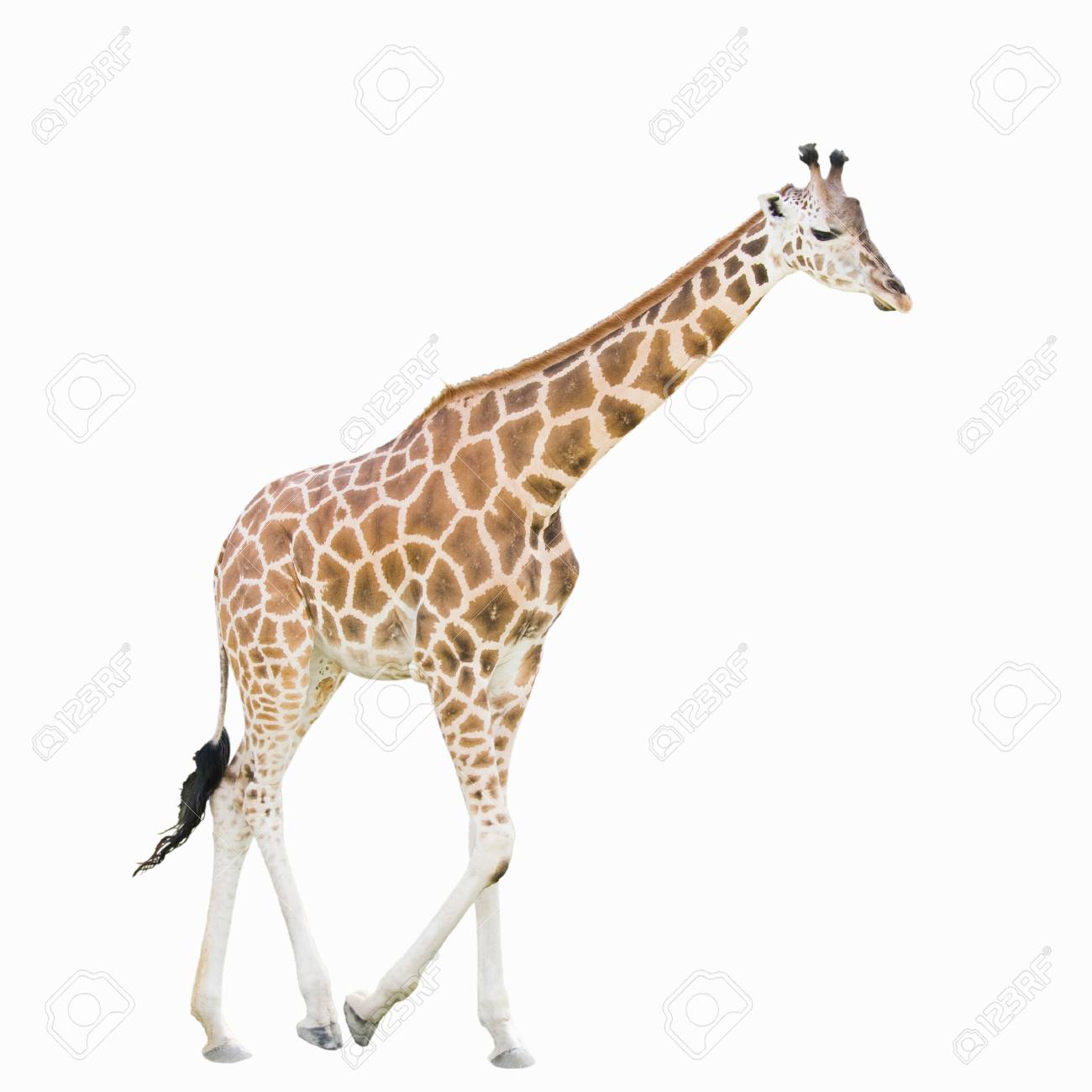Giraffe Isolated On White Background Stock Photo, Picture and Royalty Free  Image. Image 53708868., image size:1300x1300