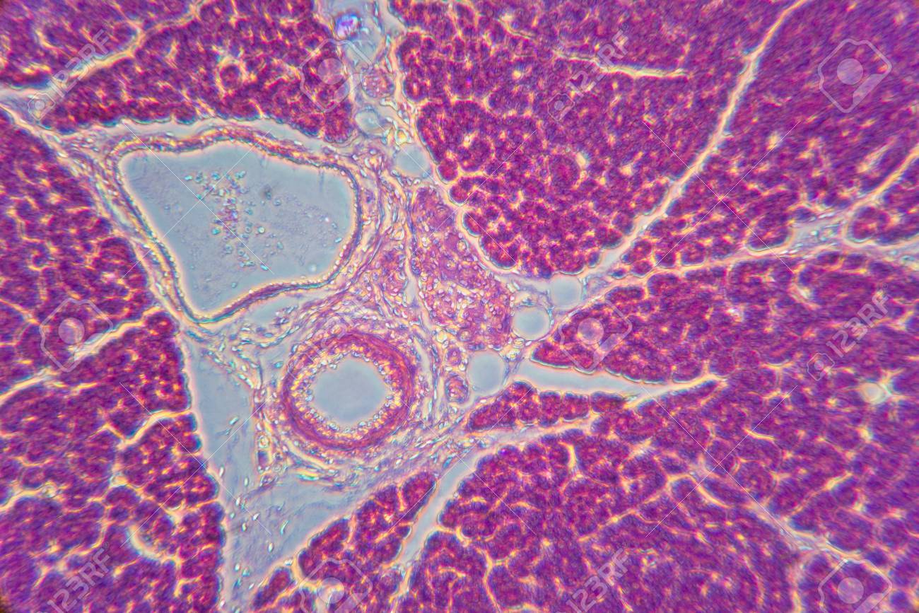Pancreas Section Phase Contrast Microscope Observation Method Stock Photo Picture And Royalty Free Image Image