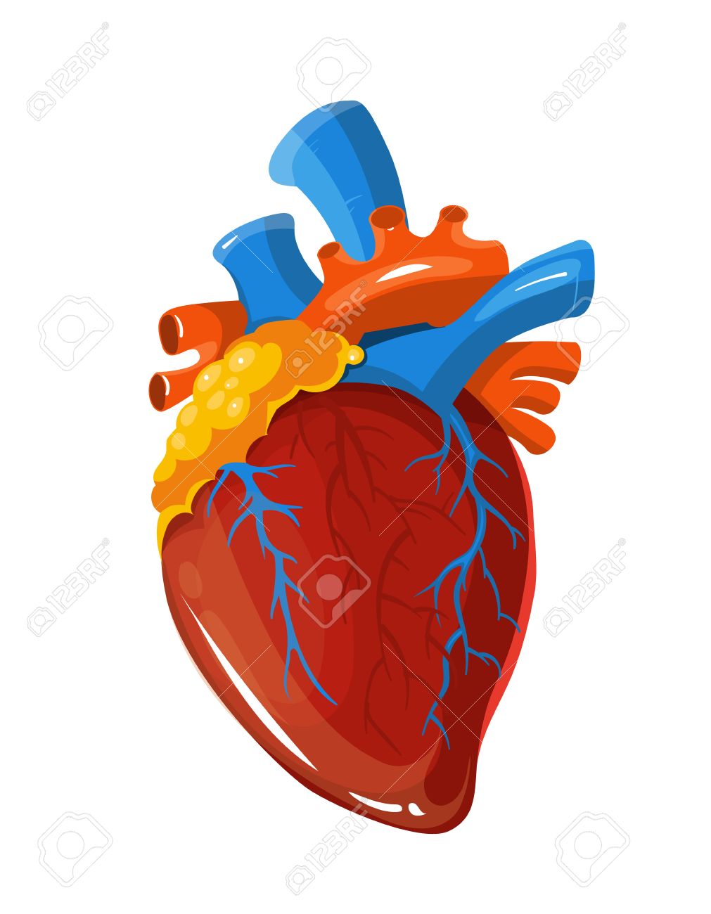 La Anatomia Del Corazon Humano Con El Vector Ilustracion Medica Organo Vital Realista Aislado En El Fondo Blanco Ilustraciones Vectoriales Clip Art Vectorizado Libre De Derechos Image 61552399 Drenaje de las venas cavas. la anatomia del corazon humano con el vector ilustracion medica organo vital realista aislado en el fondo blanco