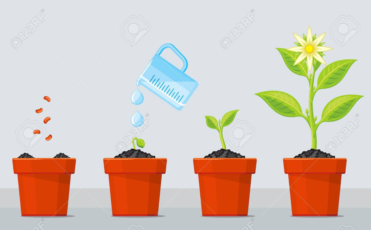 planta que crece etapas infografía línea de tiempo de proceso de