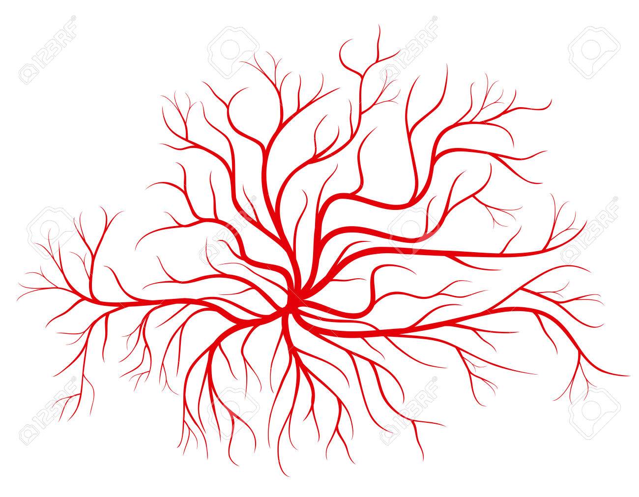 人間の血液の静脈 赤船ベクトル イラストです 血管や人間の心血管系の赤いシルエット容器 の写真素材 画像素材 Image
