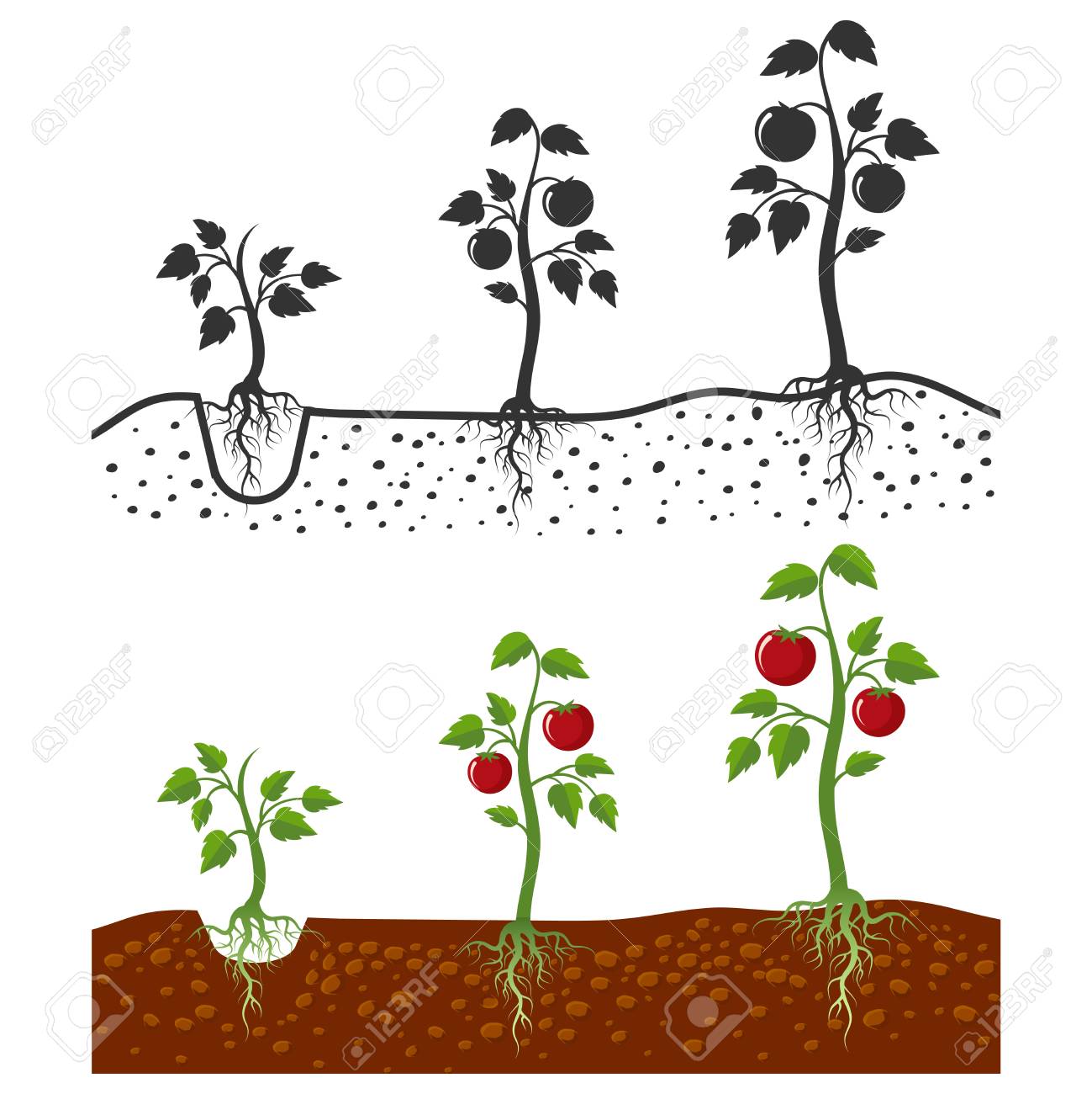 Tomato plant with roots vector growing stages - cartoon style and silhouettes of tomatoes isolated on white background. Vegetable tomato growing, agriculture sprout illustration - 111589126 Tomato plant with roots vector growing stages - cartoon style and silhouettes of tomatoes isolated on white background. Vegetable tomato growing, agriculture sprout illustration - 111589126