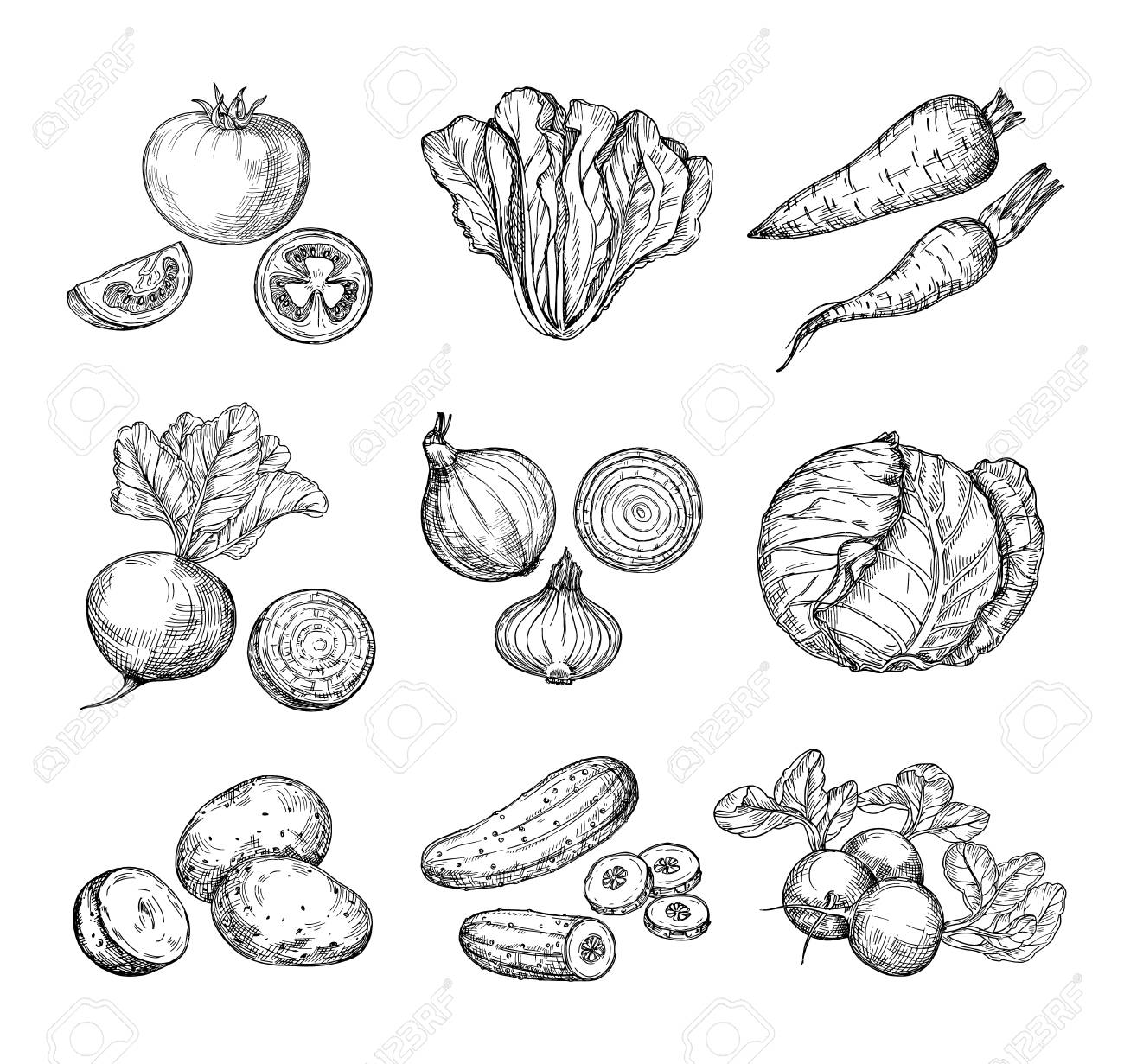 Banque dimages sketch vegetables fresh tomato cucumber and carrots potatoes hand drawn onions radish and cabbage garden vegetable vector set of