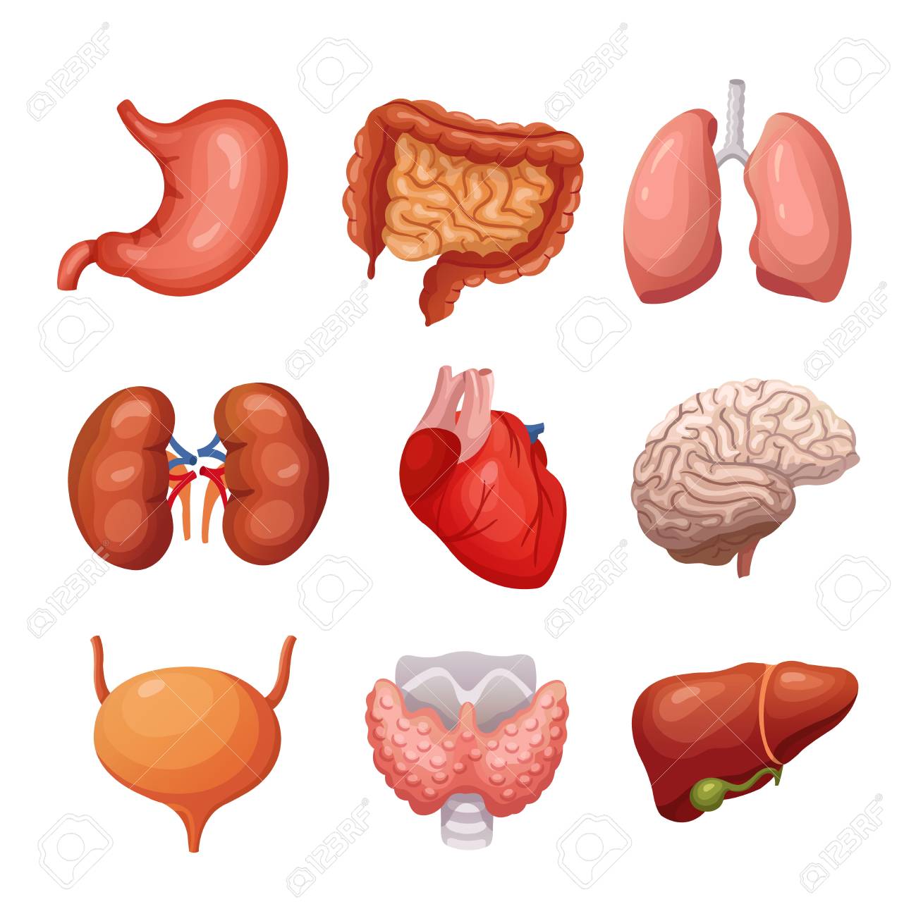 Human internal organs. Stomach and lungs, kidneys and heart, brain and liver. Body parts vector anatomy set. Illustration health organ collection for system - 128173067 Human internal organs. Stomach and lungs, kidneys and heart, brain and liver. Body parts vector anatomy set. Illustration health organ collection for system - 128173067