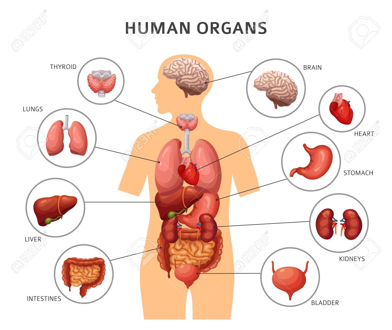 human body internal organs stomach and lungs kidneys and heart body organs diagram