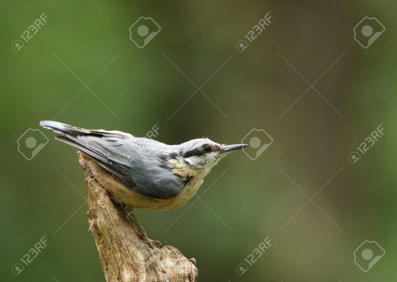 etiam-dictum-ipsum-a-felis