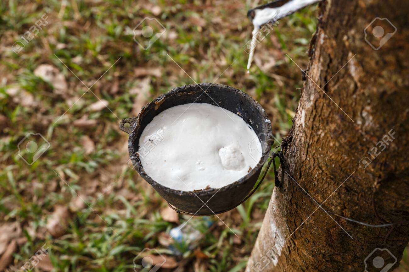 [Obrazek: 145002238-rubber-tree-and-cup-harvesting...in-rub.jpg]