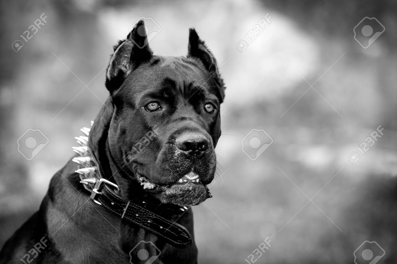 Black Dog On The Background Of A Concrete Wall. Breed Cane Corso. Black And  White Image. Stock Photo, Picture and Royalty Free Image. Image 63724828., image size:1300x866