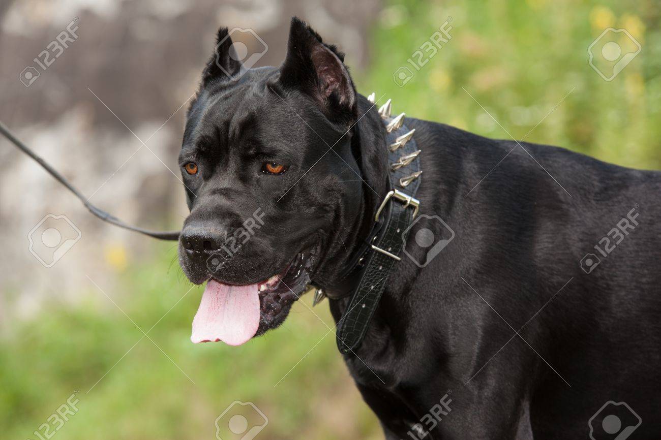 cane corso leash